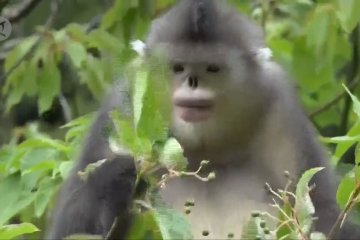 Cagar Alam Honglashan, surga bagi monyet berhidung pesek di Tibet