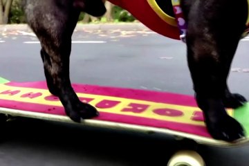 Menonton Nord Boss, bulldog pemain skateboard di taman Moskow