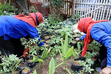 Peran KWT maksimalkan lahan, penguatan ketahanan pangan warga