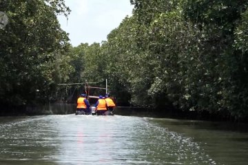 Tanam mangrove di Brebes, 3 menteri resmikan padat karya