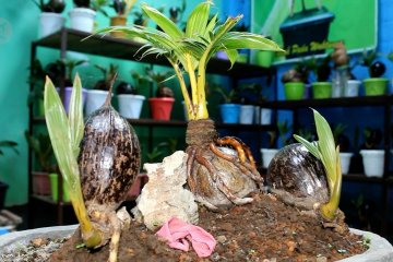 Bonsai kelapa jadi potensi bisnis baru di tengah pandemi