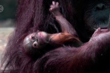 Bayi orangutan Kalimantan lahir di kebun binatang Inggris