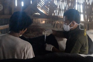 Cegah Brucellosis, Pemkot Pekalongan vaksinasi sapi perah