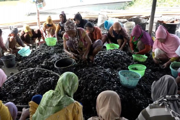 Meraup rezeki di rumah kupas kerang hijau