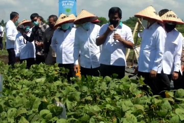 KemenkopUKM salurkan bantuan Rp30 miliar untuk petani edamame Jember