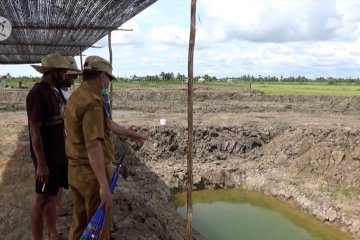 Pemprov Kalsel dukung pengembangan budidaya ikan haruan berskala besar