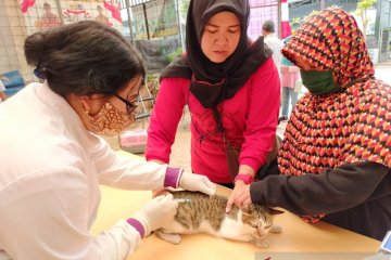 Sudin KPKP Jakarta Barat vaksinasi 4.826 hewan penular rabies