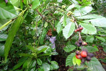 Kopi Robusta Aranio