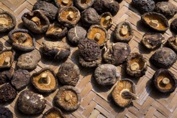 Manfaat jamur shiitake, tingkatkan kekebalan tubuh hingga cegah kanker