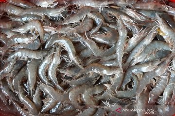 Asosiasi Akuakultur: Probiotik tingkatkan daya tahan komoditas udang