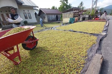 Harga cengkeh anjlok, petani Parigi Moutong berharap bantuan pemda