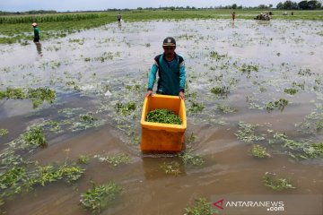 Terendam banjir, petani cabai panen dini