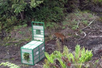 KLHK lepasliarkan harimau Sumatera di Gunung Leuser
