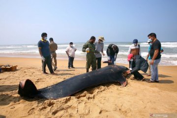 Paus terdampar di Sri Lanka