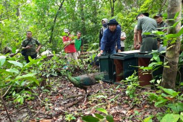 Tiga ekor burung merak hijau dilepasliarkan di TNUK