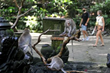 Monkey Forest Ubud kembali dibuka