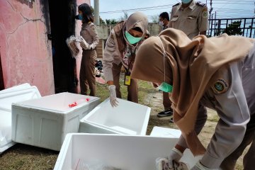 Pemkab Manokwari larang pengiriman unggas dewasa dari luar Papua