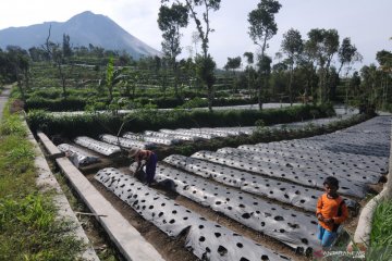 Aktivitas guguran Gunung Merapi