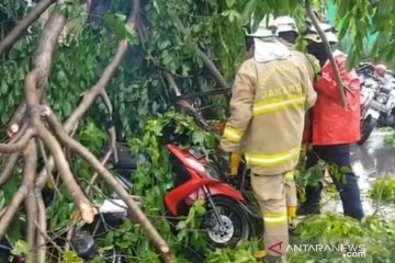 Enam motor tertimpa tiga pohon tumbang di depan Pusat Grosir Cililitan