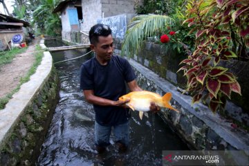 Budi daya ikan di bantaran sungai