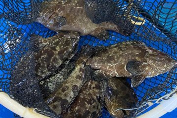 Ada 30 ton ikan kerapu cantang siap jual di Kepulauan Seribu