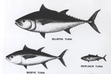 Mengoptimalkan kuota komoditas ikan tuna secara berkelanjutan