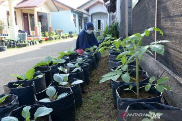 Ketahanan pangan manfaatkan perkarangan rumah