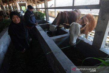 Penampungan hewan ternak pengungsi Merapi