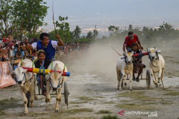 Karapan sapi usai panen raya di Sigi