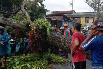 Jalur utama Cipanas-Cianjur terganggu akibat pohon tumbang