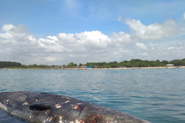 Paus sperma ditemukan mati terapung di perairan Teluk Serangan