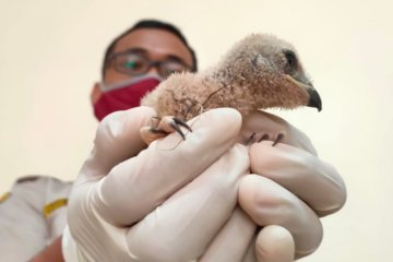 Karantina Pertanian gagalkan penyelundupan 9 ekor elang brontok