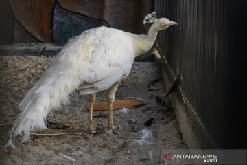 Penangkaran burung merak di Palu