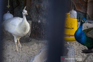 Penangkaran burung merak di Palu