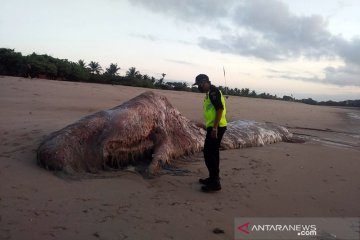 BPSPL Denpasar teliti penemuan bangkai paus sperma di wilayah ITDC