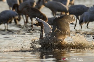 Kawasan konservasi burung di tepi Danau Poyang