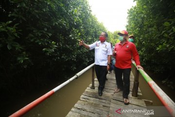 Kemensos siapkan sejuta bibit mangrove antisipasi ancaman megathrust