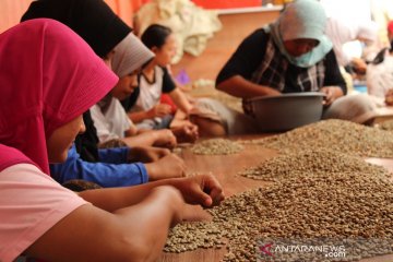 Kopi Solok, dari pinggiran Danau Kembar menuju pasar global