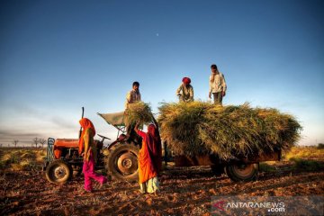 Indeks harga pangan dunia capai angka tertinggi dalam 6 tahun