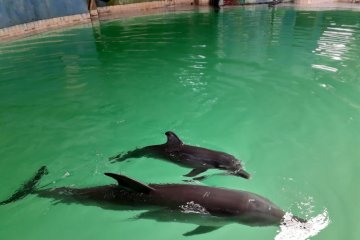 Menteri LHK beri nama bayi lumba-lumba lahir di Kendal