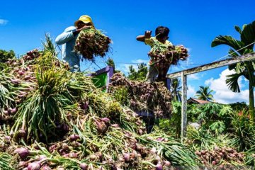 Panen Bawang Merah di Keerom Papua