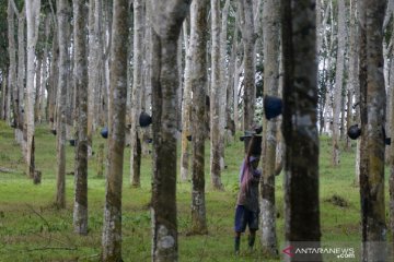 Legislator ingin PTPN dikumpulkan per komoditas guna perbaiki kinerja