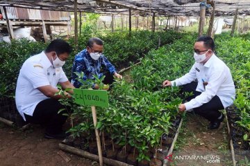 Upaya mengembalikan kejayaan Jeruk Selayar