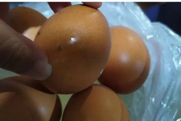 Mantan Irjen Kemenperin ungkap peluang industri pengolahan telur