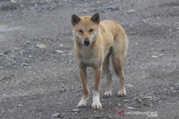 Freeport dukung Uncen teliti 'anjing bernyanyi' pegunungan Papua