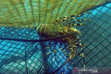 Menteri Trenggono ingin jadikan Lombok pusat budi daya lobster