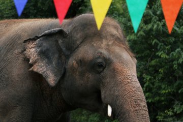 Cher pergi ke Pakistan untuk selamatkan gajah