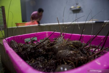 LIPI: Pengambilan lobster tidak ramah lingkungan rusak terumbu karang
