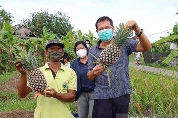 Nanas madu asal Subang dikembangkan di Denpasar