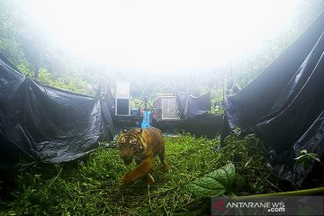Sepasang harimau sumatera bersaudara kembali ke habitat alaminya